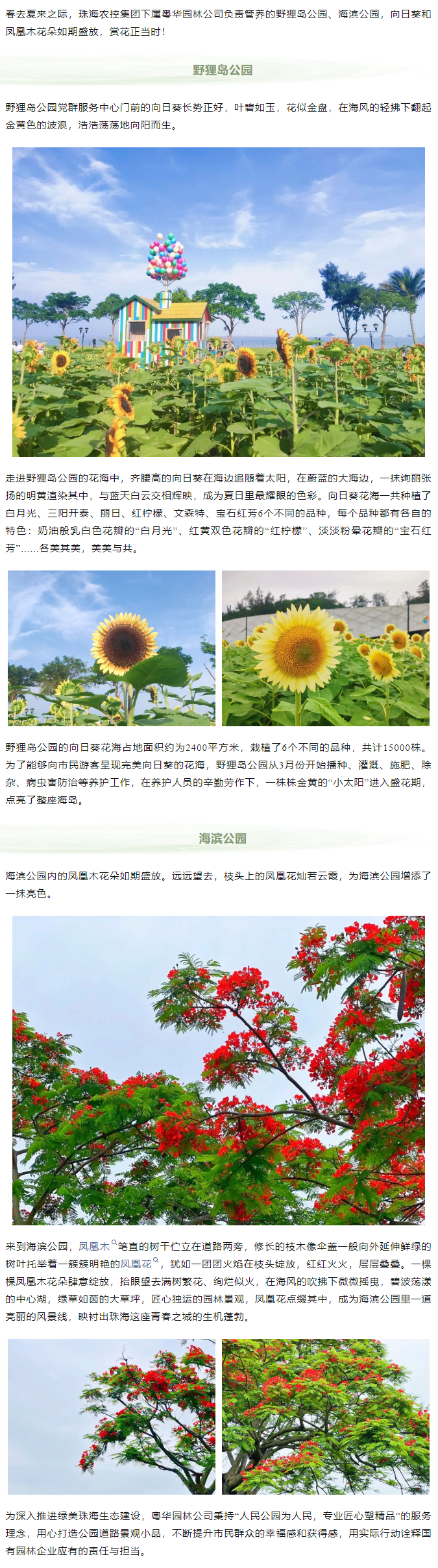 鳳凰花開 向陽而生  走！到市屬公園賞花去.png